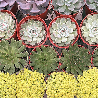 ​North Park Nursery