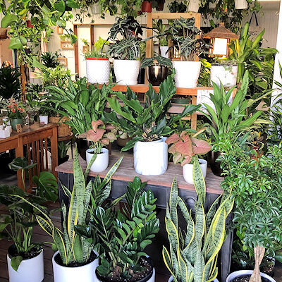 ​North Park Nursery
