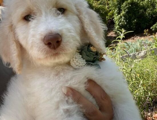 San Diego Goldendoodles