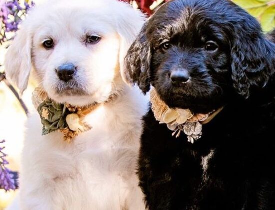 San Diego Goldendoodles