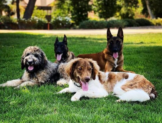 San Diego Goldendoodles